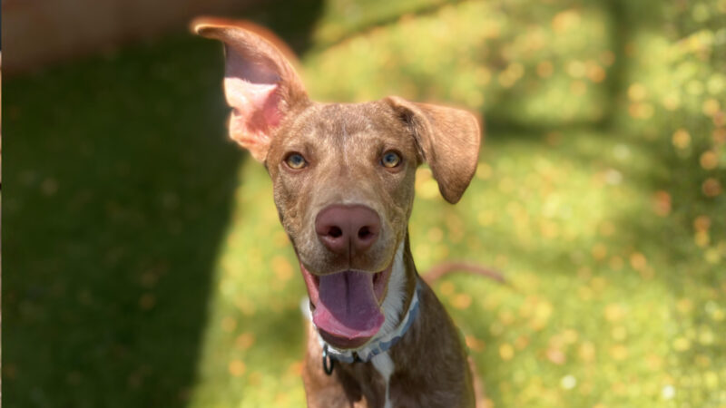 Pet of the Week: Bubba